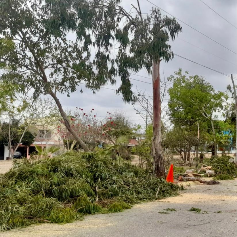 Atiende Servicios Públicos poda de árboles de gran dimensión que eran un peligro para habitantes de Valle Dorado.